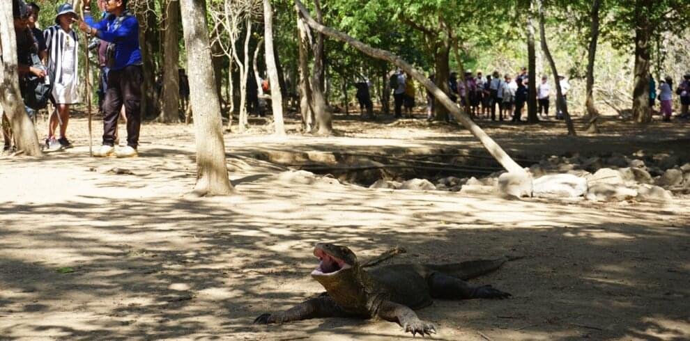 tamarine forest komodo